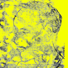 Boris Le Goff - Joliment Composée