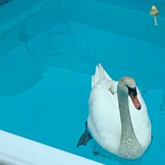 Summer Feel Good House Mix Pt. 2 (Wilswanya)(2023-06-23)