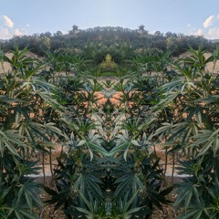 tomfoolish & friends original production mix