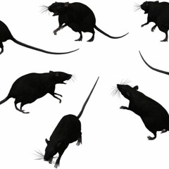 George Condruz - RatDancing