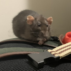 The best I’ve ever been