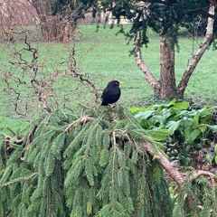 Nearby the Blackbird