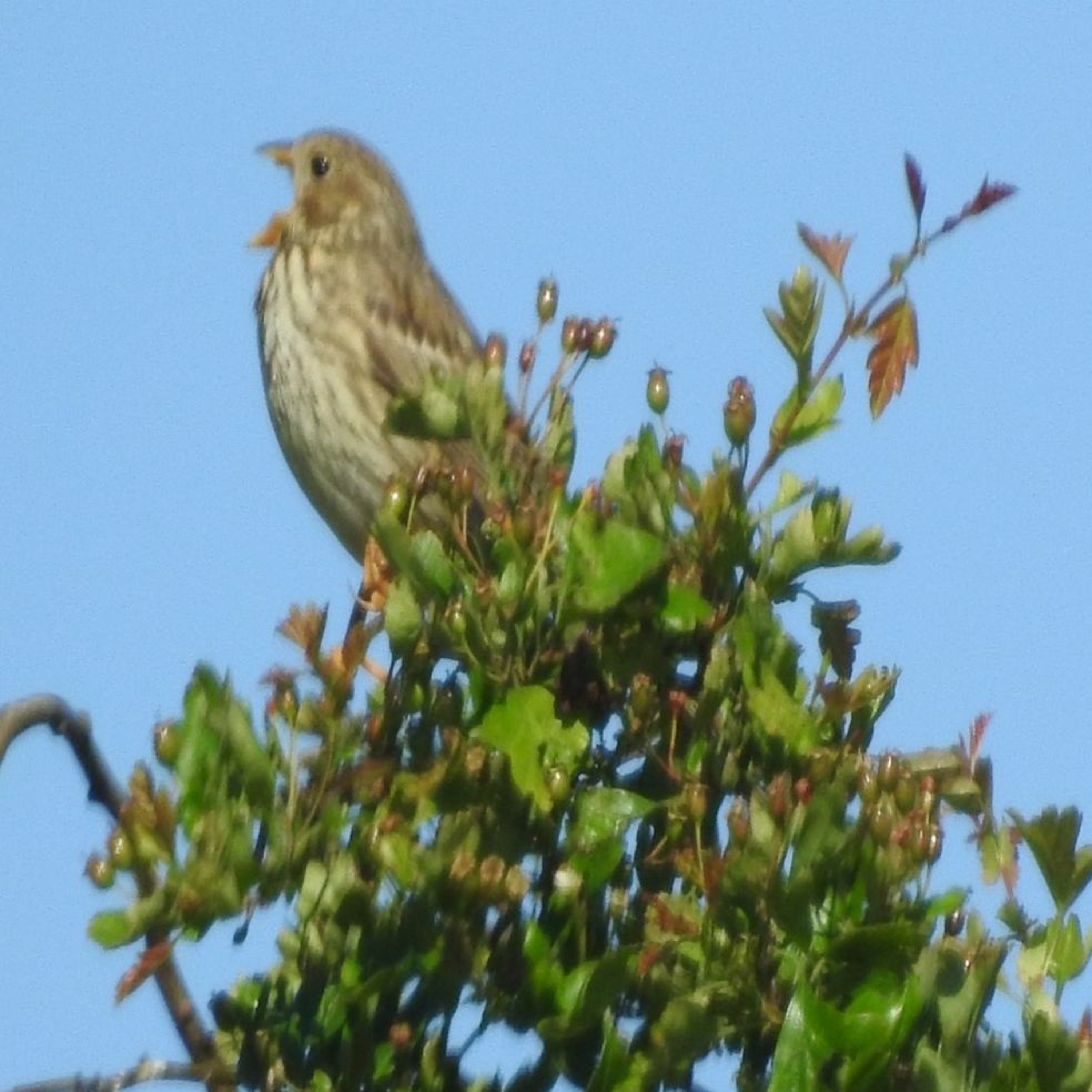 2021 RANTING ON THE JOB 5 - FARMING AND BIRDS WORKING TOGETHER 2 - CORN BUNTING CONSERVATION episode artwork