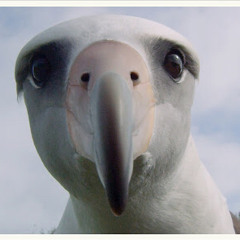 알바하는 알바트로스.mp3