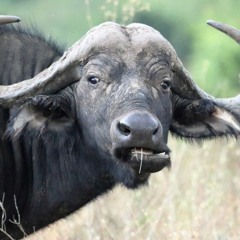 FUCK COW