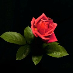 forgiveness taken for granted(demo)