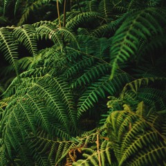 West Coast Jungle