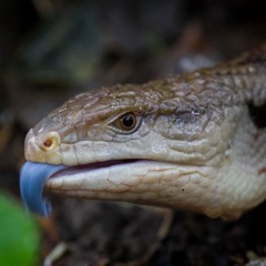 Blue-Tongued Skink