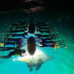 Review Special Price Kona Manta Rays Guaranteed Night Snorkel In Keauhou Harbor
