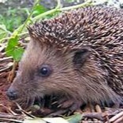 Do What I Do By Needlemouse