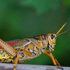 Grasshopper experiencies I