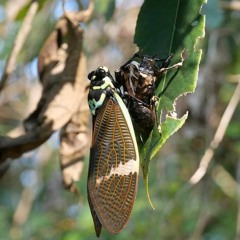 The largest cicada in Taiwan:Formosan Giant Cicada (台灣爺蟬)