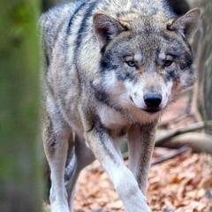 Deep banger # Instrumental