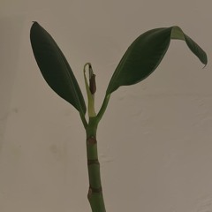 springchaoscleanser