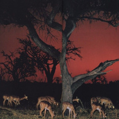 choose (prod. mingus)