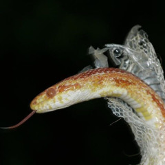 ayerp - snakes [slump audios exclusive + igb + bl4]