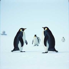 No Guns In The Ice