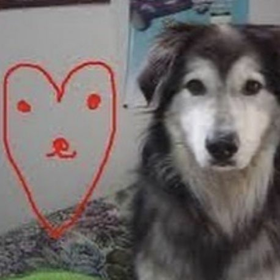 THE SILENT DOG / RARE TRACKS1