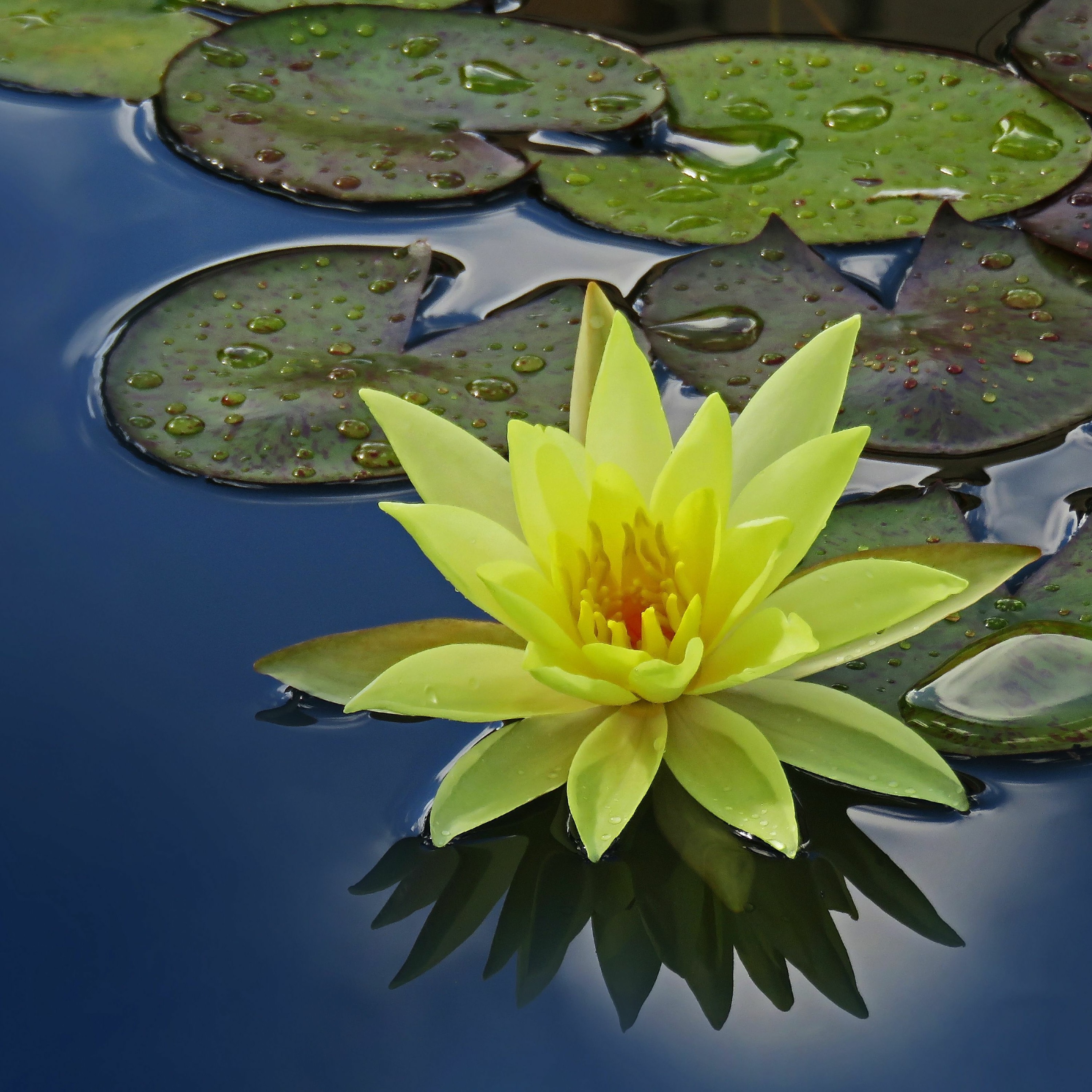 isarat meditation