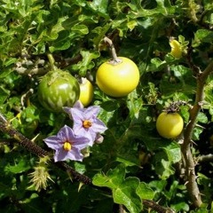 +256 702869147 Entengotengo. Solanum Incanum L For Labia Elongation (Pulling)