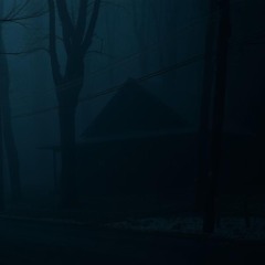 Cracking trees in Pine Forest