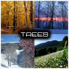 ZioMau - Trees