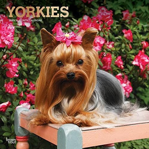 View [PDF EBOOK EPUB KINDLE] Yorkshire Terriers | 2023 12 x 24 Inch Monthly Square Wall Calendar | F