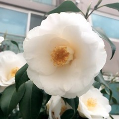 white Camellia