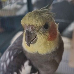 Birb_Chapter_4