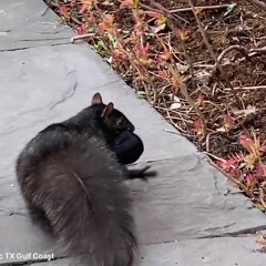 AAAC Wildlife Removal of Texas Gulf Coast - Squirrel Removal From Attic TX Gulf Coast