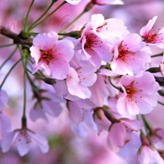 Sakura - HAPPY - 243