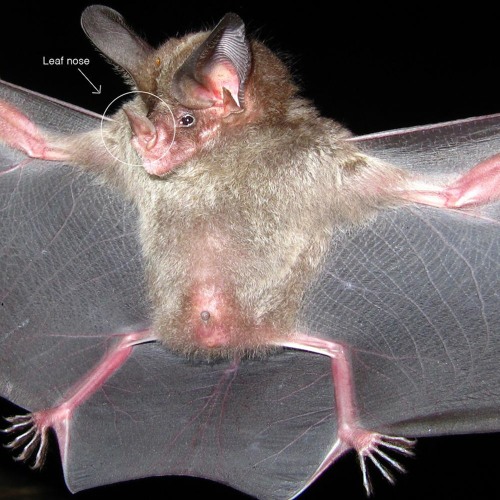 Stream episode Leafnosed bats ultrasound by cucusonic podcast