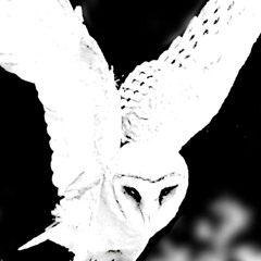 My Shame is made out of its Flesh