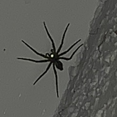 Spiders