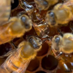 The Essence Of House Dj Priska