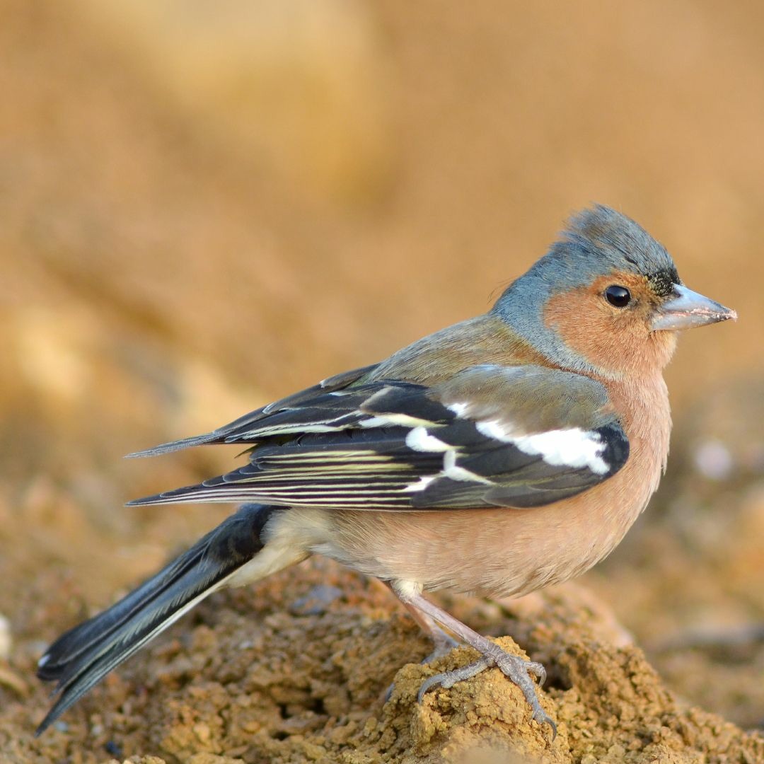 Stream Chaffinch (Fringilla coelebs) by SongBird Survival | Listen ...
