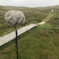 Seabird Great Skua Gull Ambience MED DIST