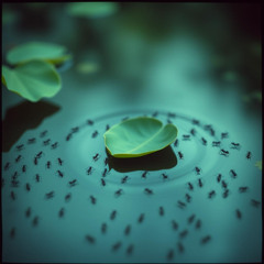 Ant
