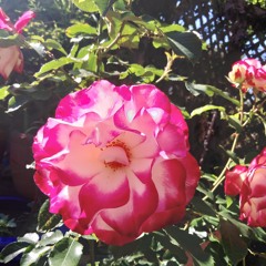 Alma Redemptoris Mater