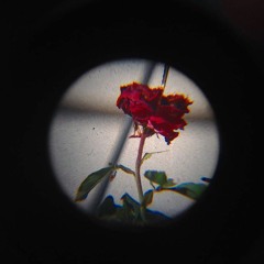 Lonely Rose