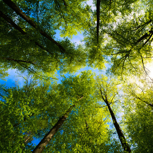 Plants, People, and Public Health