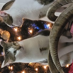 Acrania - The Depopulation Programme(Vocal Cover)