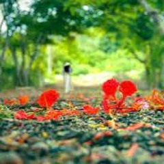 Sắc hoa màu nhớ - Nguyễn Văn Đông - Tui hát