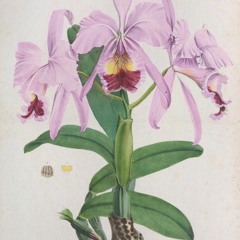 hk_fantaisies_tracks_377