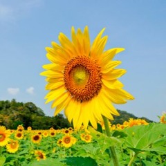 เจ้าสาวทานตะวัน - อาจินต์「Official Audio」