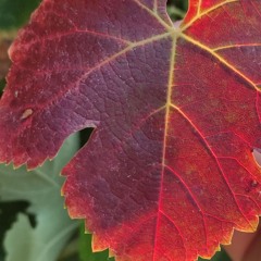 Vizar - Autumn