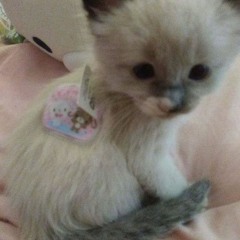 daddy issues by mimi