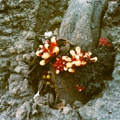 Growing Tides