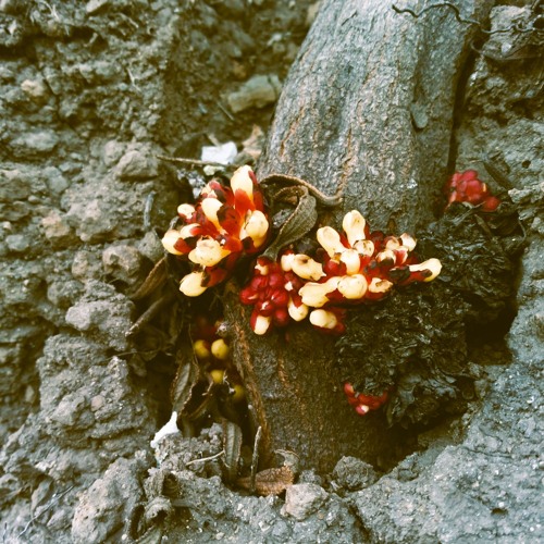 Growing Tides