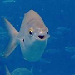 [cover] Endless Echo - Evalia